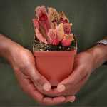 Trumpet Pitcher Sarracenia 'cheruwa' - Small To Medium Plant. 7.5CM Plastic Container.
