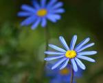 Felicia Amelloides Nice Blue 15CM Pot