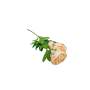 Opel Open Peony Peach 65CM