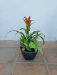 Bromeliad Bowl 20CM