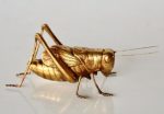 Gold Resin Locust – 11X28X13CM