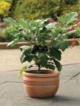 Egg Fruit Patio Baby Seed - 5 Raw Seed