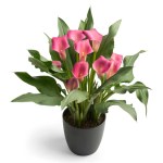 Zantedeschia Wild Salmon Bulbs