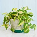 Philodendron Brasil - Large - In Greenery Cotton Cord Planter