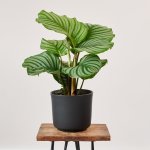 Calathea Orbifolia - Large - In Matt Black Emerson Planter