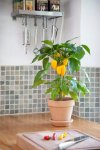 Capsicum Pot Pepper Snack Yellow - Sweet Pepper Seed - 100 Raw Seed
