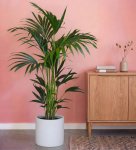 Kentia Palm 25CM Pot