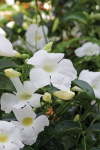 Pandorea Jasminoides White 20LT