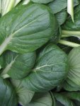 Tatsoi Seed - 10 G Raw Seed