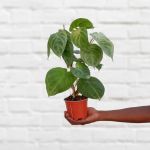 Arrowhead Plant - Frosted Heart - 12CM Nursery Pot