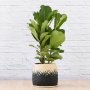 Fiddle Leaf Fig - 3 Stem - Extra Large - In Mimi Palm Leaf Basket