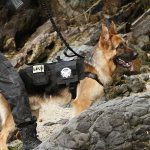 Tactical Dog Leash