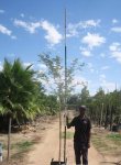 Acacia Galpinii 40LT Monkey Thorn