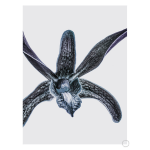 Orchid Art Print - A4