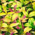Nandina Pygmea ‘firepower’ 128 Plug Tray