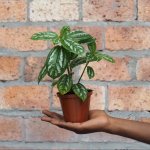 Aluminum Plant - In 10CM Nursery Pot