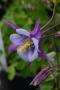 Aquilegia F1 Earlybird Purple Blue Seed - 10 Raw Seed