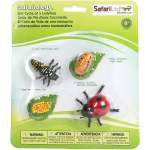 Safariology The Lifecycle Of A Ladybug
