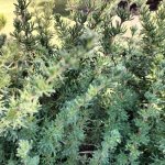 Rosemary Wild 20G Of