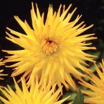 Dahlia Cactus – “einzi” Bulbs