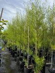 Dodonaea Viscosa Green Tree 50LT