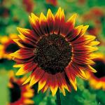 Helianthus Pro Cut Orange Bi-colour - 20 Raw Seed
