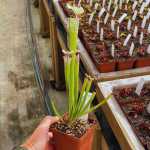 Trumpet Pitcher Sarracenia 'SL61 Cedric X Leucophylla Hybrid HA20A 1.' Special Import. - Medium To Large Plant. 12CM Plastic Con