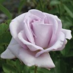 Blue Ribbon Hybrid Tea Rose 5LT