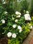 Iceberg Rose Bush - 10 Litres