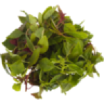 Red Herb Bunch