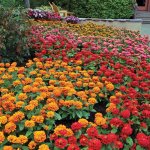 Zinnia Magellan Mix Seed - 10 Coated Seed