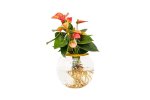 Fishbowl With Anthurium – Pink Flower 20CM