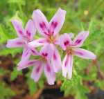 Pelargonium Assorted 12CM Pot
