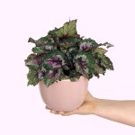 Begonia - Alaska Creek - In Pink Moon Planter