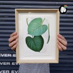 Framed Print - Philodendron Eximium Leaf - A3 - Print Frame 42CM X 55CM