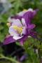 Aquilegia F1 Earlybird Purple White Seed - 100 Raw Seed