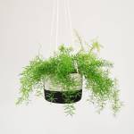 Asparagus Fern - In Liquorice Mia Melange Hanger