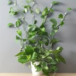 10PCS Garden Wall Plant Clips Self-adhesive Sticky And Supportive For Climbing Vines Hanging Plant Hanger Outdoor Bird Feeder Wa