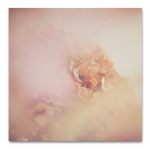 Blush Dreams Hydrangea 2 Art Print - 30 X 30CM No Frame Print Only