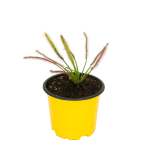 Cape Sundew Red