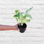 Pothos Marble Queen - MINI - 10CM Nursery Pot