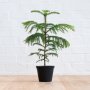 Norfolk Island Pine - 14CM Nursery Pot