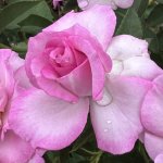 Mount Nelson Hotel Rose 5LT