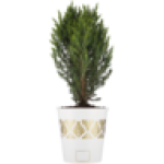 Tree 14CM