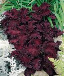 Coleus Black Dragon Seed - 500 Raw Seed