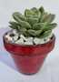 Desert Rose Succulent In Glazed Pot