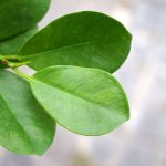 Ficus - Moclame - 15CM Nursery Pot