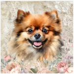 FSC2387 Printed Panel Pomeranian