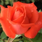 Allanson Hybrid Tea Rose 5LT