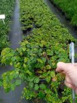 Ficus Repens pumila 15CM Pot Tickey Creeper